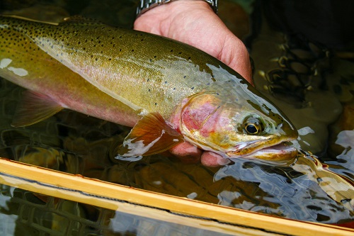 A healthy 18 inch Westlope cutthroat typical of the North Fork. All photos courtesy of David Uhlenkott