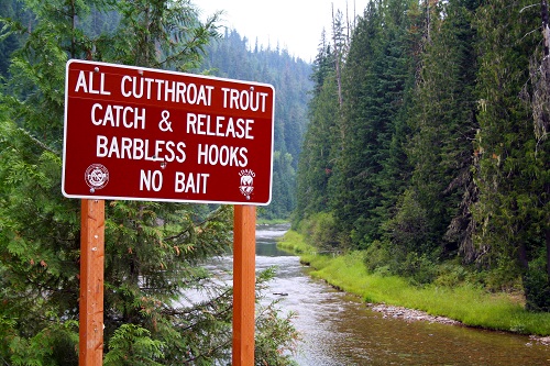 Conservation is a key component to the North Fork's sustained fish populations. All photos courtesy of David Uhlenkott