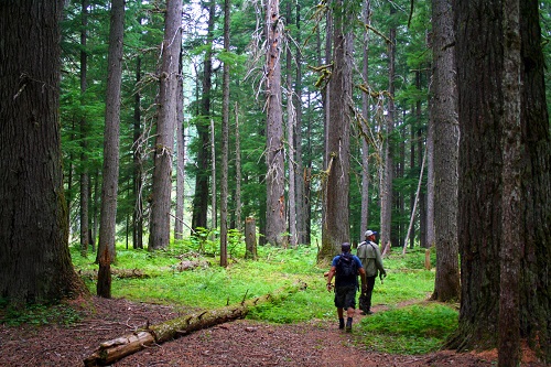 Old growth forests line the banks of the upper North Fork drainage. All Photos Courtesy of David Uhlenkott