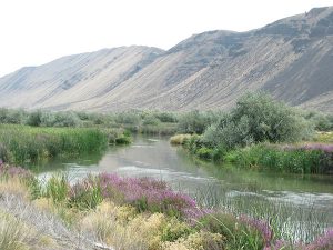 Along lower Crab Creek in the 17,000 acre Crab Creek Wildlife Area with the Saddle Mountains in the background.