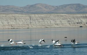 Pelicans in the Hanford Reach near the White Bluffs. Photo: John Roskelley