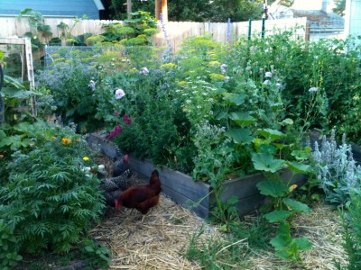 Urban Permaculture: Design Your Own Backyard Oasis | Out ... Urban Permaculture: Design Your Own Backyard Oasis | Out ... on Backyard Permaculture Design id=86823